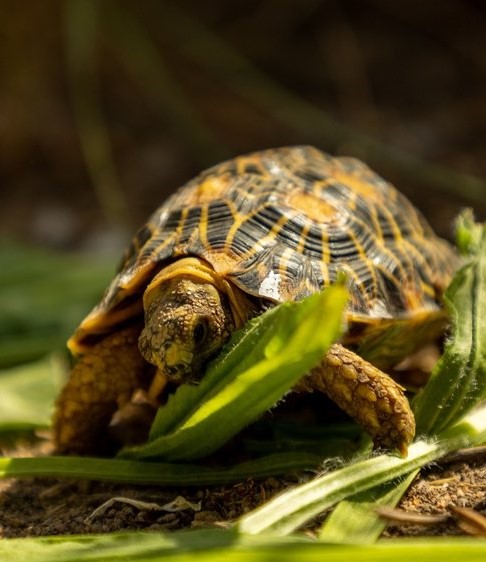 Fast variety of indigenous fauna and insect spieces.