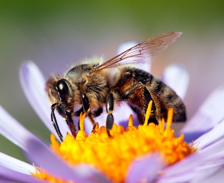Bees and Fynbos Honey